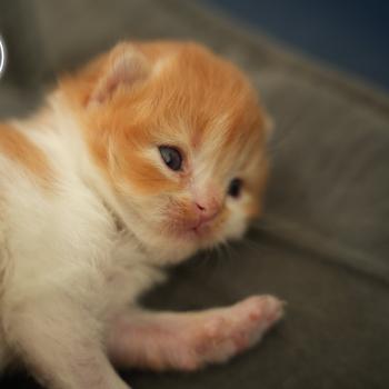 chaton British Longhair bicolor Chatterie du Bois des Calthas