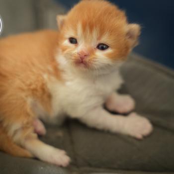 chaton British Longhair bicolor BALTHAZAR Chatterie du Bois des Calthas