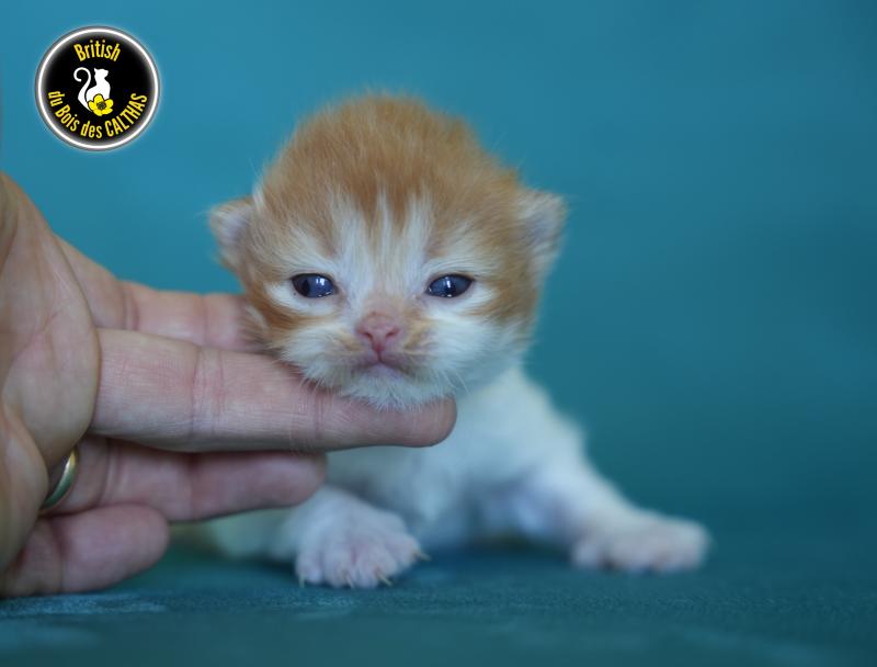 BALTHAZAR du bois des calthas Mâle British Longhair