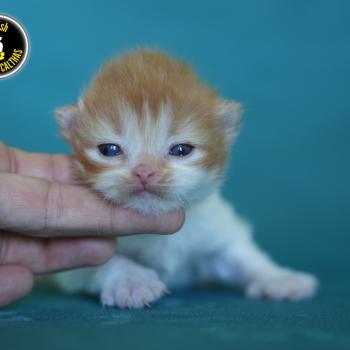 chaton British Longhair bicolor BALTHAZAR Chatterie du Bois des Calthas