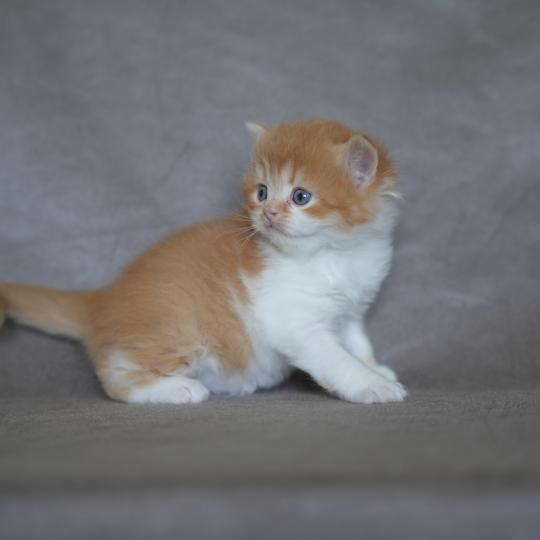 BISCUIT du bois des calthas Mâle British Longhair