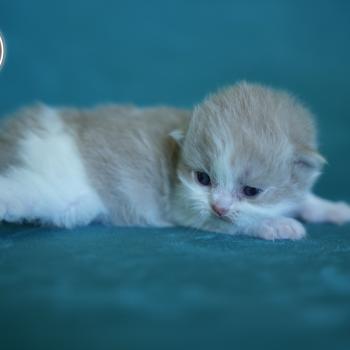 chaton British Longhair lilac bicolor Chatterie du Bois des Calthas