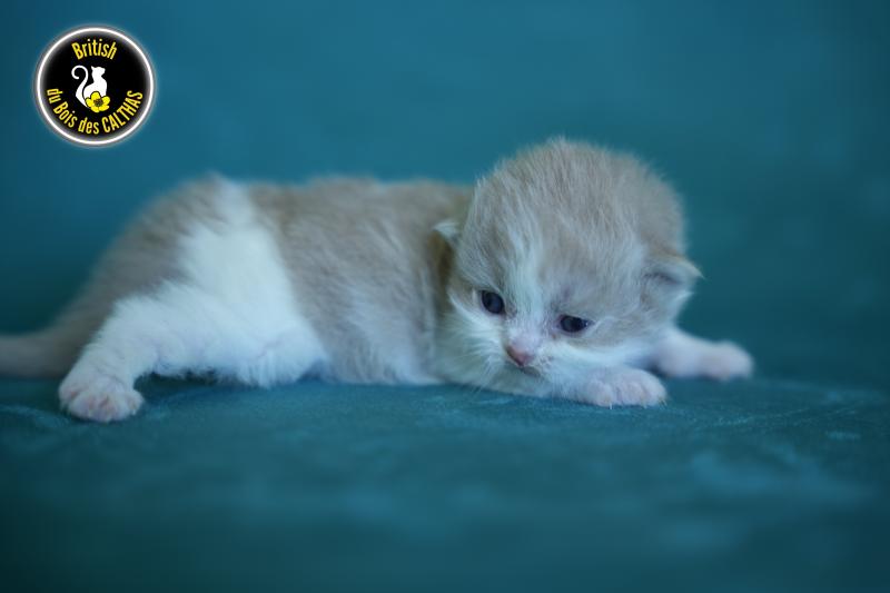 BONNIE du bois des calthas Femelle British Longhair