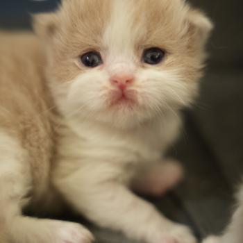 chaton British Longhair lilac bicolor Chatterie du Bois des Calthas