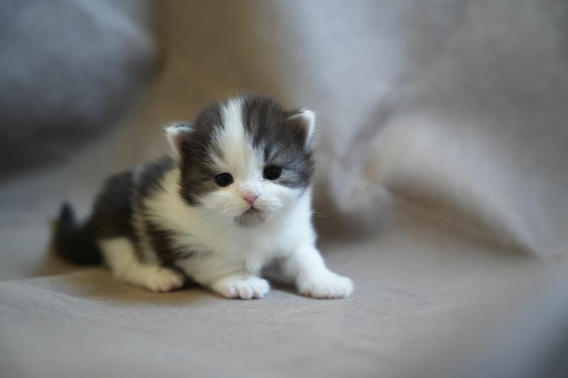 3e chaton (Portée URPIE ❤ JEFF 2026) - Femelle black smoke bicolor Femelle British Longhair