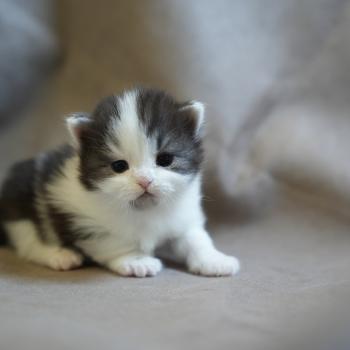 chaton British Longhair black smoke bicolor Chatterie du Bois des Calthas