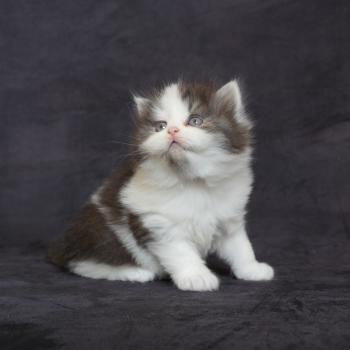 chaton British Longhair black smoke bicolor Chatterie du Bois des Calthas