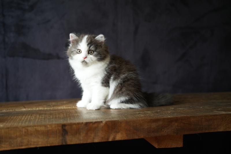 BELLAMBRA du bois des calthas Femelle British Longhair