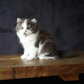 chaton British Longhair black smoke bicolor BELLAMBRA Chatterie du Bois des Calthas