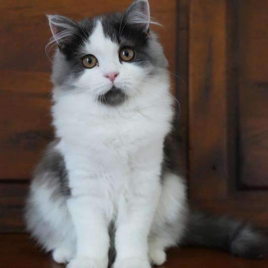 Black-Swan du bois des calthas Femelle British Longhair