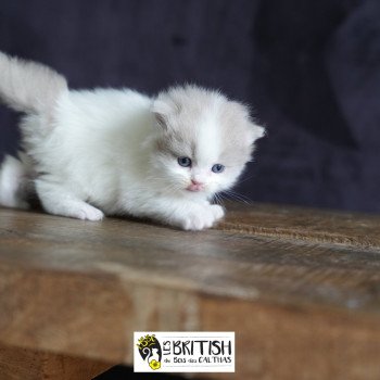 chaton British Longhair lilac & blanc van ABBY-GAËLLE Chatterie du Bois des Calthas chaton British Longhair lilac & blanc van ABBY-GAËLLE Chatterie du Bois des Calthas