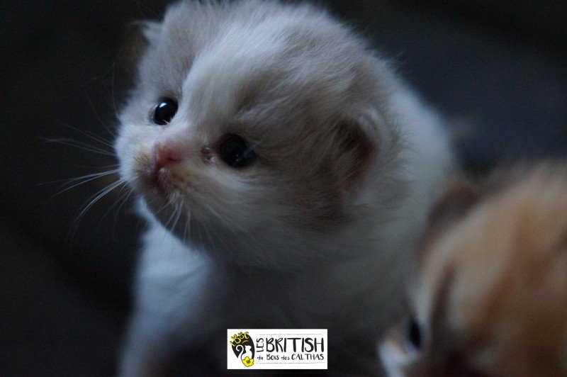 ABBY-GAËLLE du bois des calthas Femelle British Longhair ABBY-GAËLLE du bois des calthas Femelle British Longhair