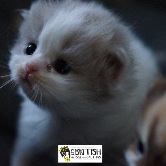 ABBY-GAËLLE du bois des calthas Femelle British Longhair