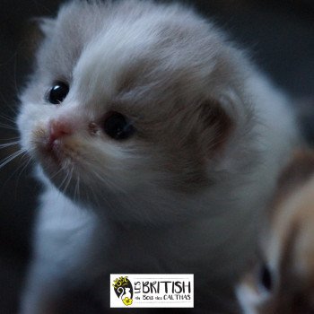 chaton British Longhair lilac & blanc van ABBY-GAËLLE Chatterie du Bois des Calthas chaton British Longhair lilac & blanc van ABBY-GAËLLE Chatterie du Bois des Calthas