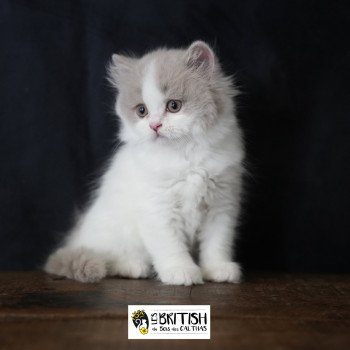 chaton British Longhair lilac & blanc van Abby-Gaëlle Chatterie du Bois des Calthas chaton British Longhair lilac & blanc van Abby-Gaëlle Chatterie du Bois des Calthas