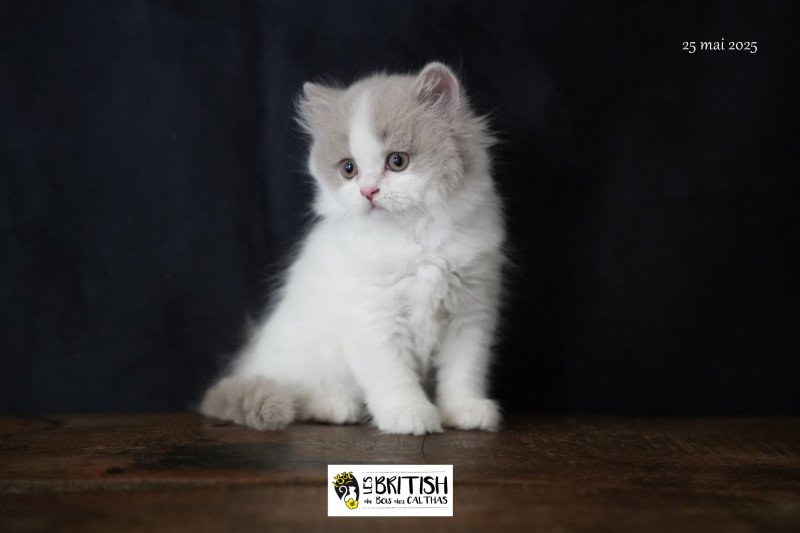 Abby-Gaëlle du bois des calthas Femelle British Longhair