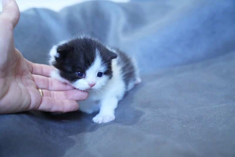 Alix du bois des calthas Femelle British Longhair