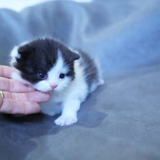 Alix du bois des calthas Femelle British Longhair