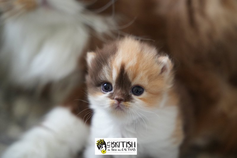 AMBRE du bois des calthas Femelle British Longhair AMBRE du bois des calthas Femelle British Longhair