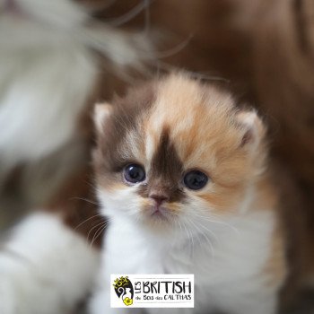 chaton British Longhair cinnamon tortie bicolor AMBRE Chatterie du Bois des Calthas chaton British Longhair cinnamon tortie bicolor AMBRE Chatterie du Bois des Calthas