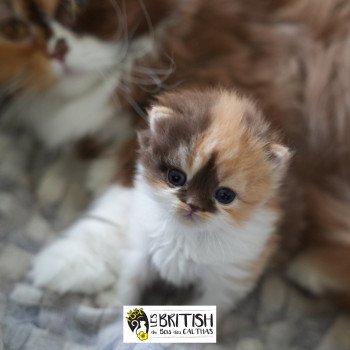 chaton British Longhair cinnamon tortie bicolor AMBRE Chatterie du Bois des Calthas chaton British Longhair cinnamon tortie bicolor AMBRE Chatterie du Bois des Calthas