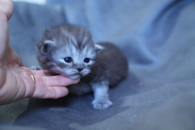 Ariston du bois des calthas Mâle British Longhair