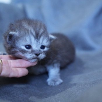 chaton British Longhair black smoke Ariston Chatterie du Bois des Calthas