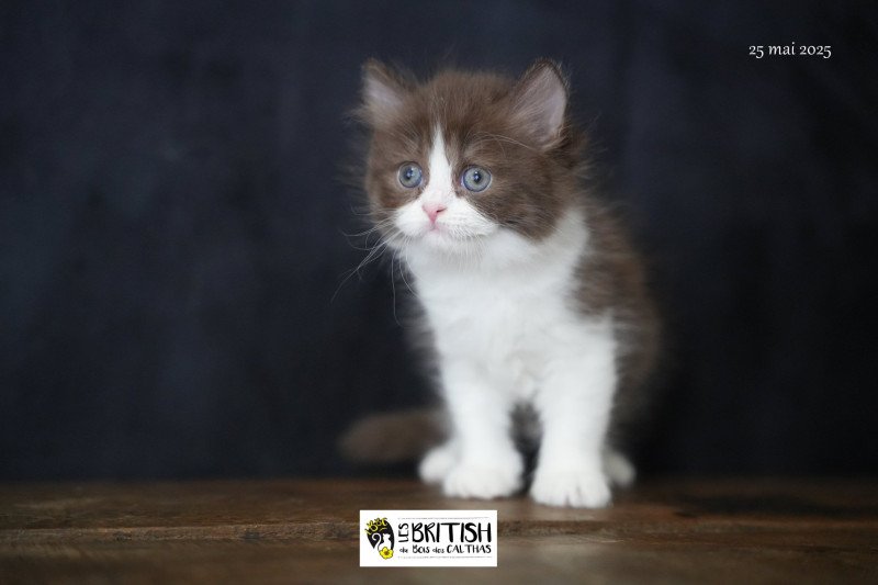 Avénie du bois des calthas Femelle British Longhair Avénie du bois des calthas Femelle British Longhair