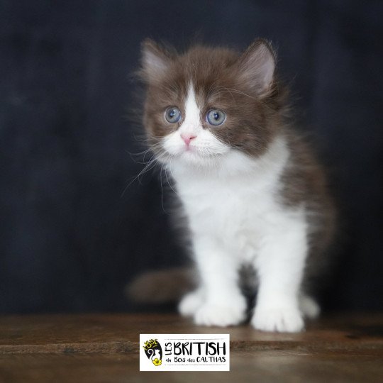 Avénie du bois des calthas Femelle British Longhair