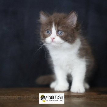 chaton British Longhair chocolate bicolor Avénie Chatterie du Bois des Calthas chaton British Longhair chocolate bicolor Avénie Chatterie du Bois des Calthas