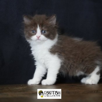 chaton British Longhair chocolate bicolor Avénie Chatterie du Bois des Calthas chaton British Longhair chocolate bicolor Avénie Chatterie du Bois des Calthas