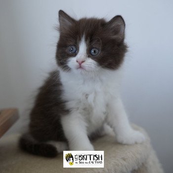 chaton British Longhair chocolate bicolor Avénie Chatterie du Bois des Calthas chaton British Longhair chocolate bicolor Avénie Chatterie du Bois des Calthas