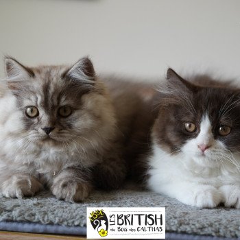 chaton British Longhair chocolate bicolor Avénie Chatterie du Bois des Calthas