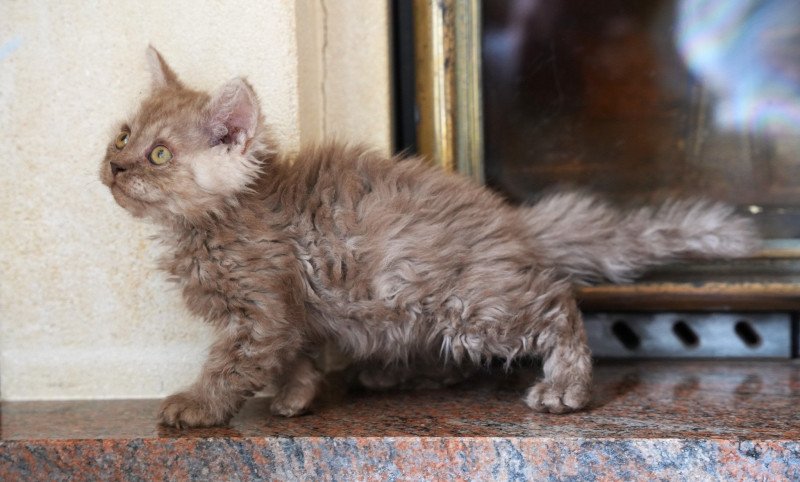 Avénie du bois des calthas Femelle British Longhair