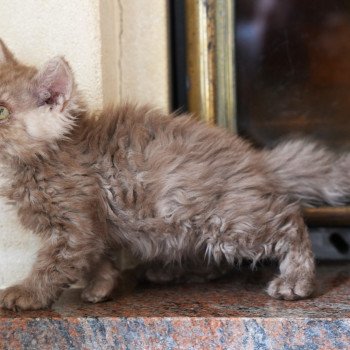 chaton British Longhair chocolate bicolor Avénie Chatterie du Bois des Calthas