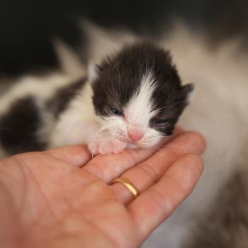 chaton British Longhair black bicolor BATMAN Chatterie du Bois des Calthas