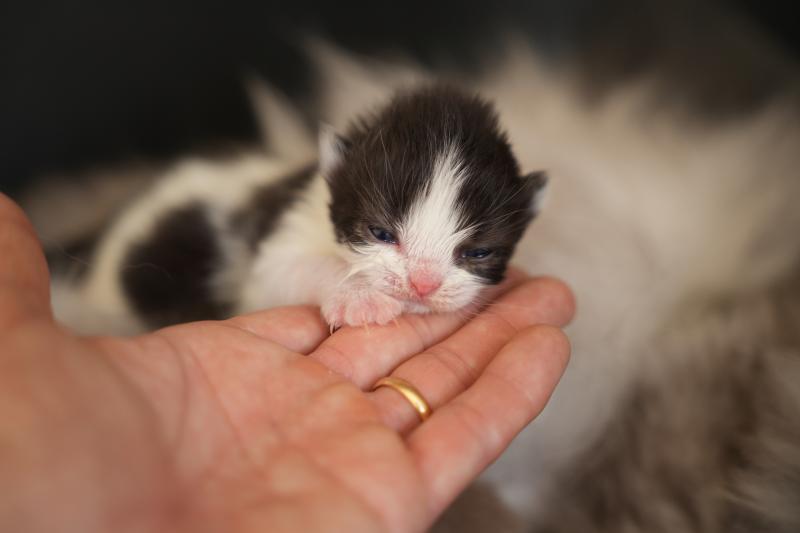 BATMAN du bois des calthas Mâle British Longhair