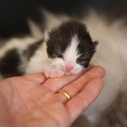 BATMAN du bois des calthas Mâle British Longhair