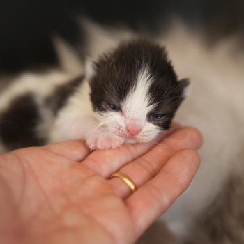 chaton British Longhair black bicolor BATMAN Chatterie du Bois des Calthas