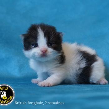 chaton British Longhair black bicolor BATMAN Chatterie du Bois des Calthas