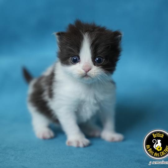 BATMAN du bois des calthas Mâle British Longhair