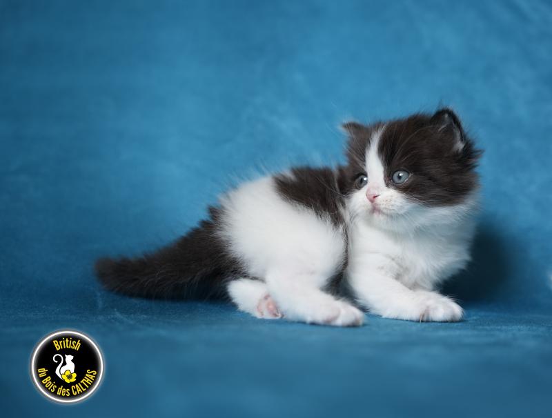 BATMAN du bois des calthas Mâle British Longhair