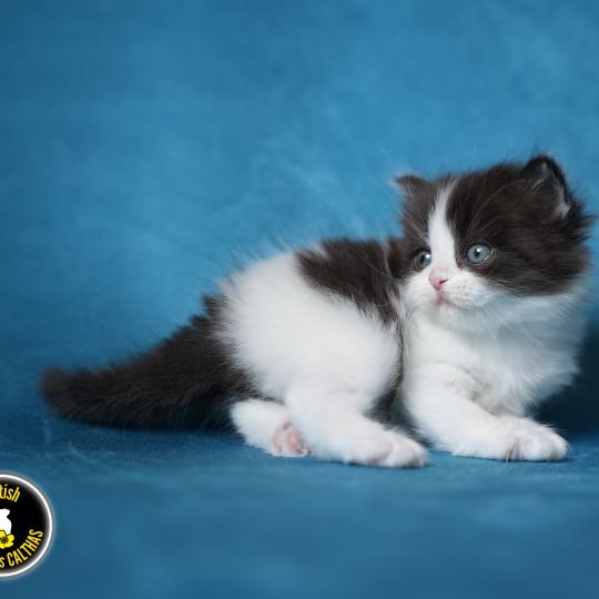 BATMAN du bois des calthas Mâle British Longhair
