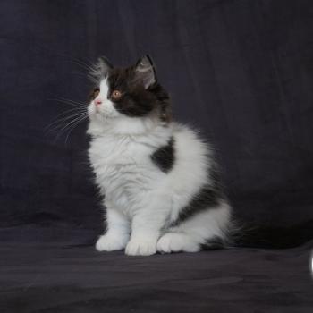 chaton British Longhair black bicolor BATMAN Chatterie du Bois des Calthas