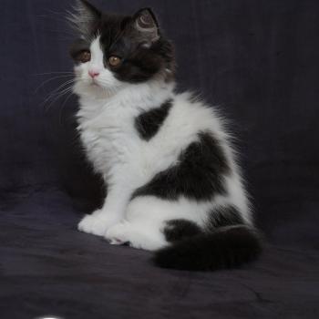 chaton British Longhair black bicolor BATMAN Chatterie du Bois des Calthas