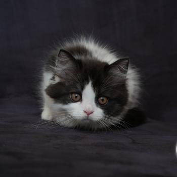 chaton British Longhair black bicolor BATMAN Chatterie du Bois des Calthas