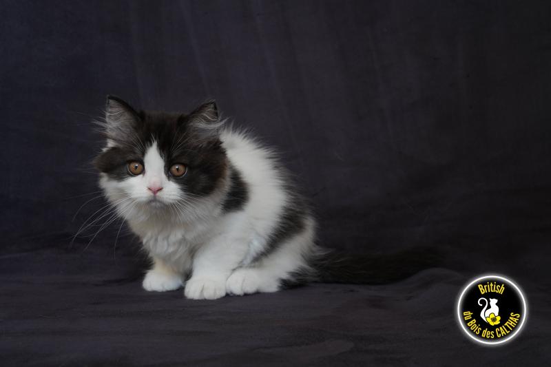 BRADLEY du bois des calthas Mâle British Longhair