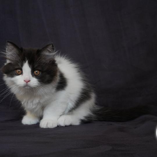 BRADLEY du bois des calthas Mâle British Longhair
