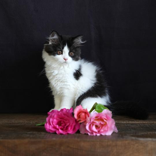 BRADLEY du bois des calthas Mâle British Longhair