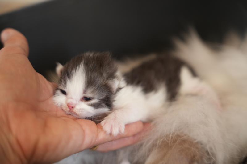 BERLIOZ du bois des calthas Mâle British Longhair
